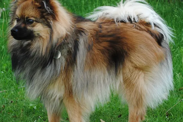 Pomeranian