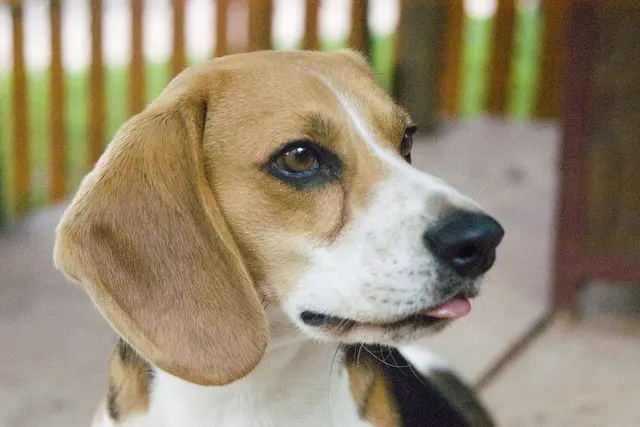 Beagle