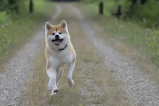 Akita