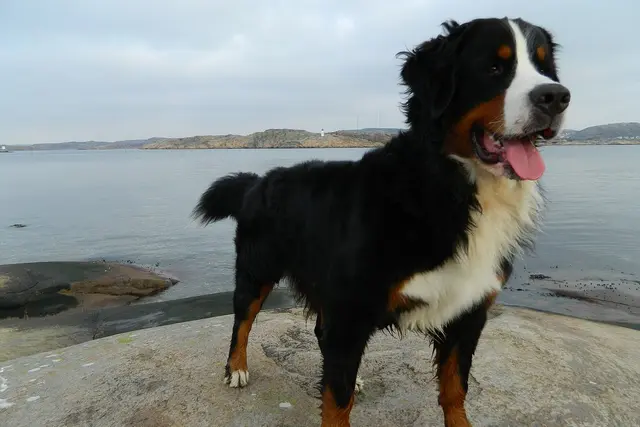 Bernese Mountain Dog