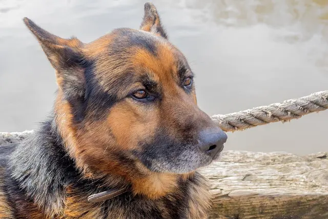 German Shepherd