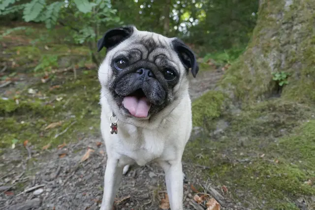 Pug