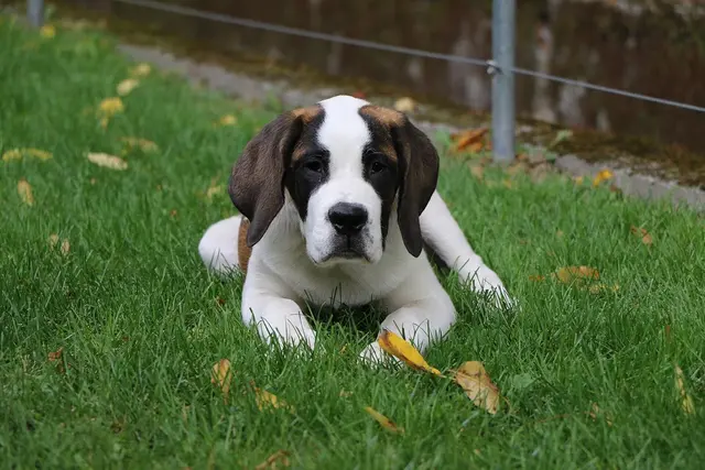St. Bernard