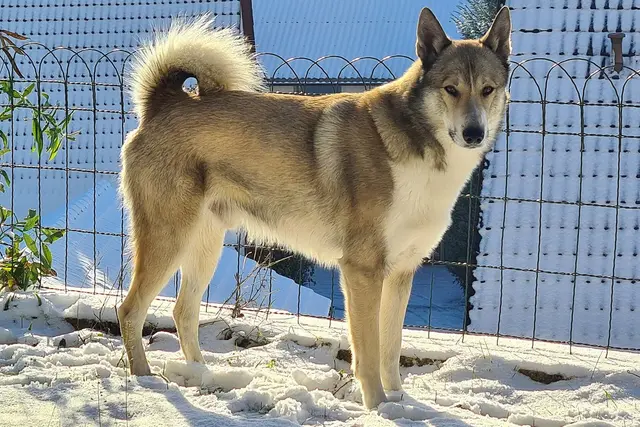 West Siberian Laika