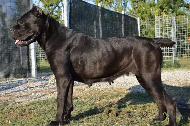 Cane Corso