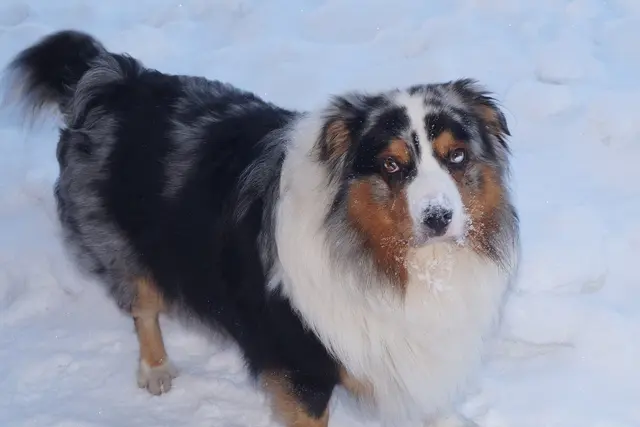 Australian Shepherd
