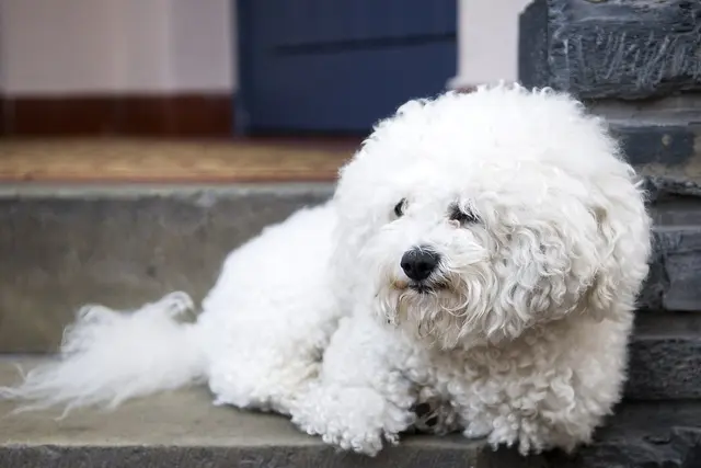 Bichon Frise