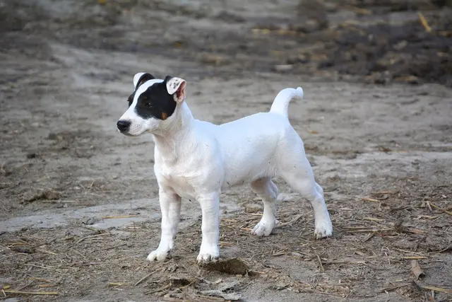 Jack Russell Terrier