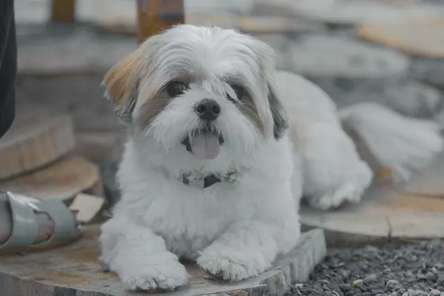 Shih Tzu