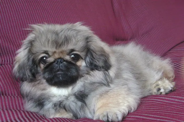 Pekingese