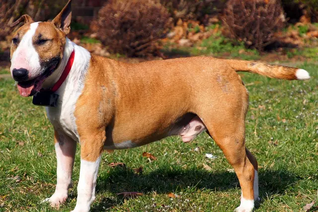 Bull Terrier