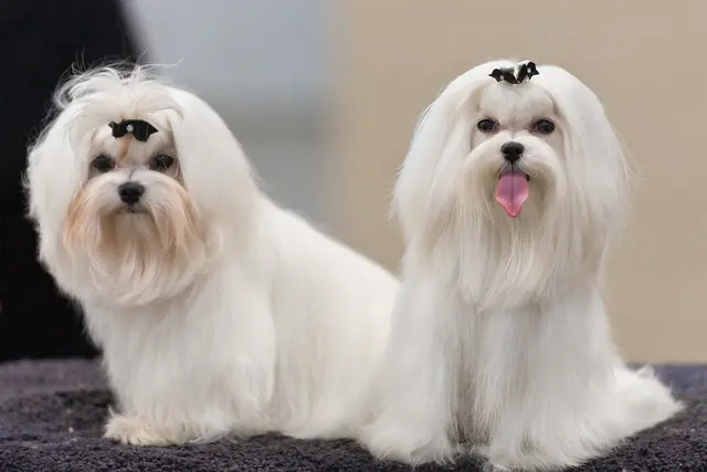 Maltese