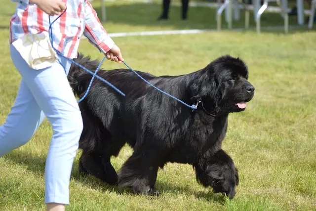 Newfoundland