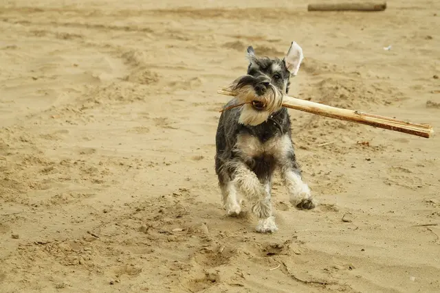 Miniature Schnauzer