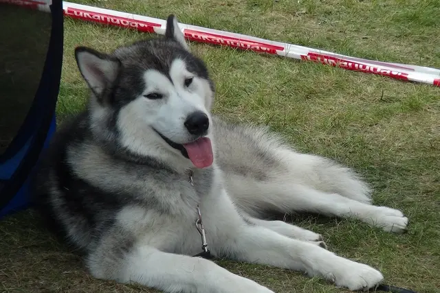 Alaskan Malamute