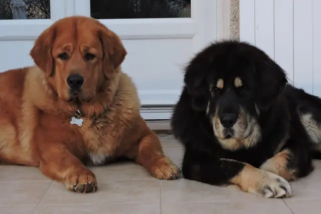 Tibetan Mastiff