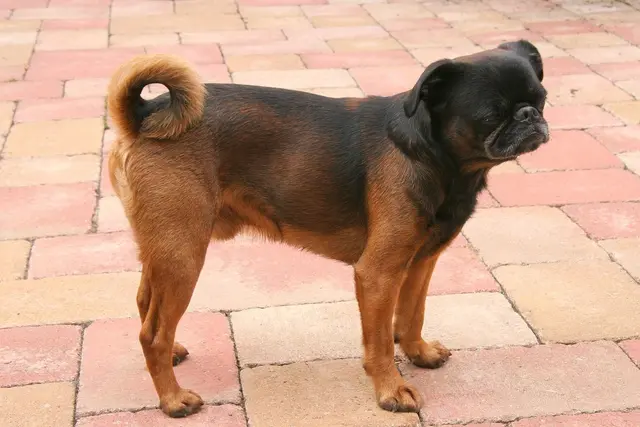 Brussels Griffon