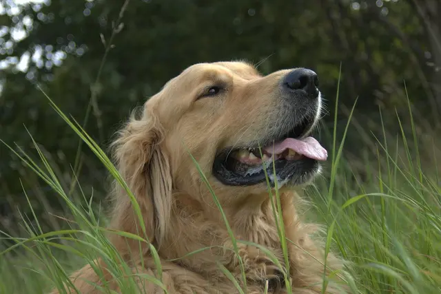 Golden Retriever
