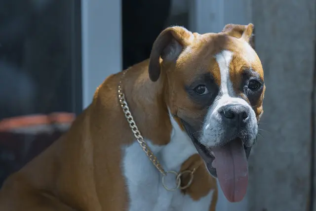 Boxer