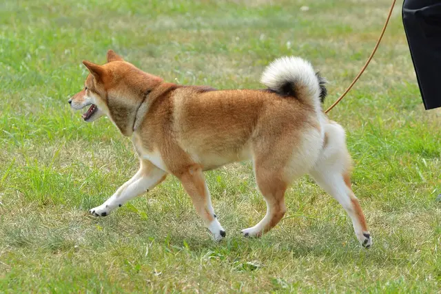 Shiba Inu
