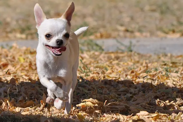 Chihuahua