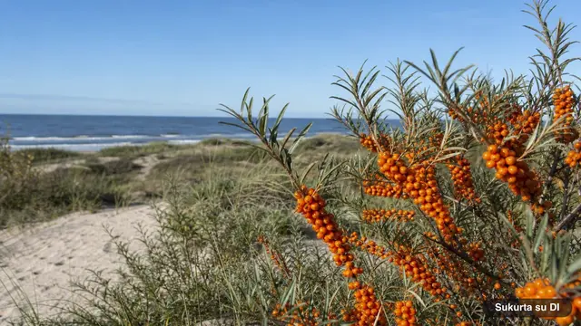 Sea Buckthorn
