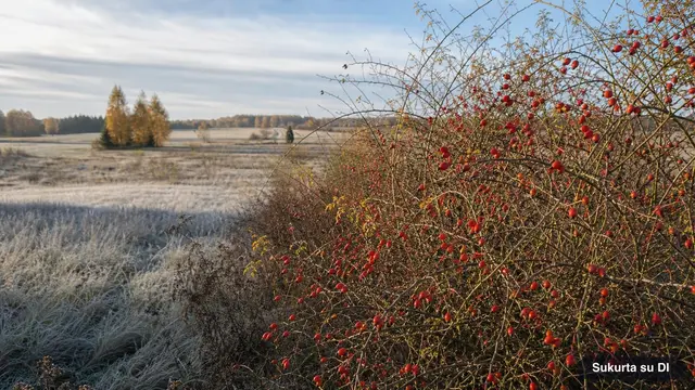 Rose Hips