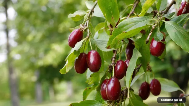 Cornelian Cherry