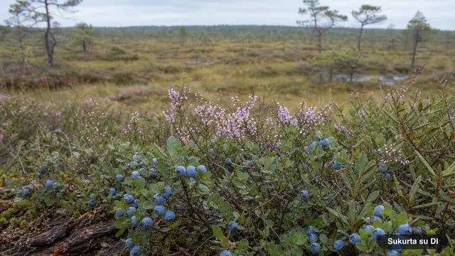 Bog Bilberry