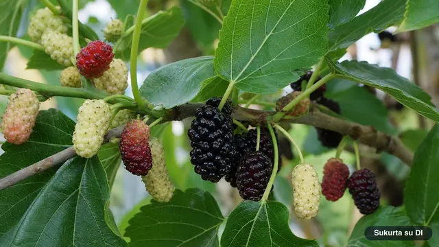 Mulberries