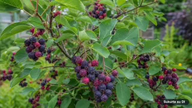 Serviceberry (Juneberry)