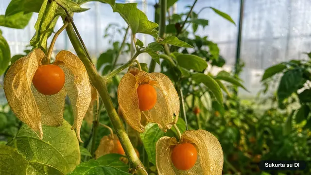 Physalis (Ground Cherry)