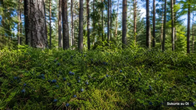 Bilberries