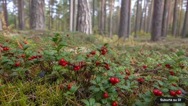 Lingonberries