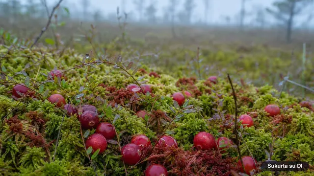 Cranberries