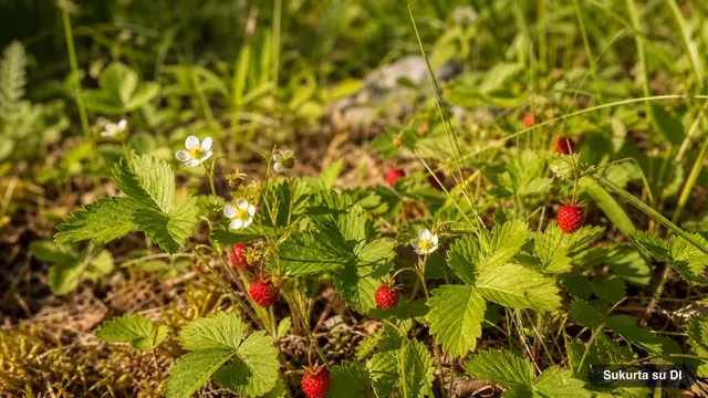 Wild Strawberries
