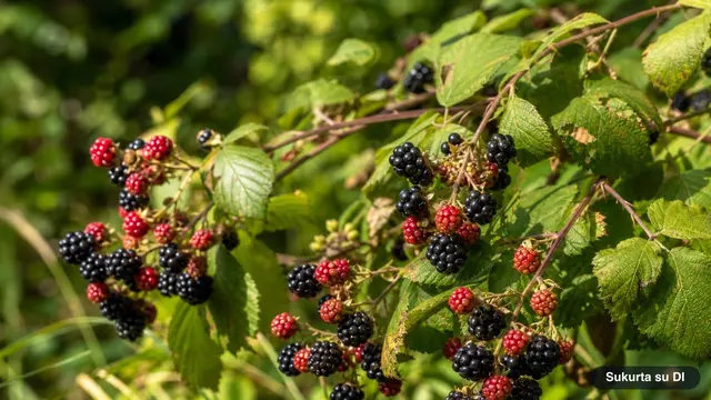 Blackberries