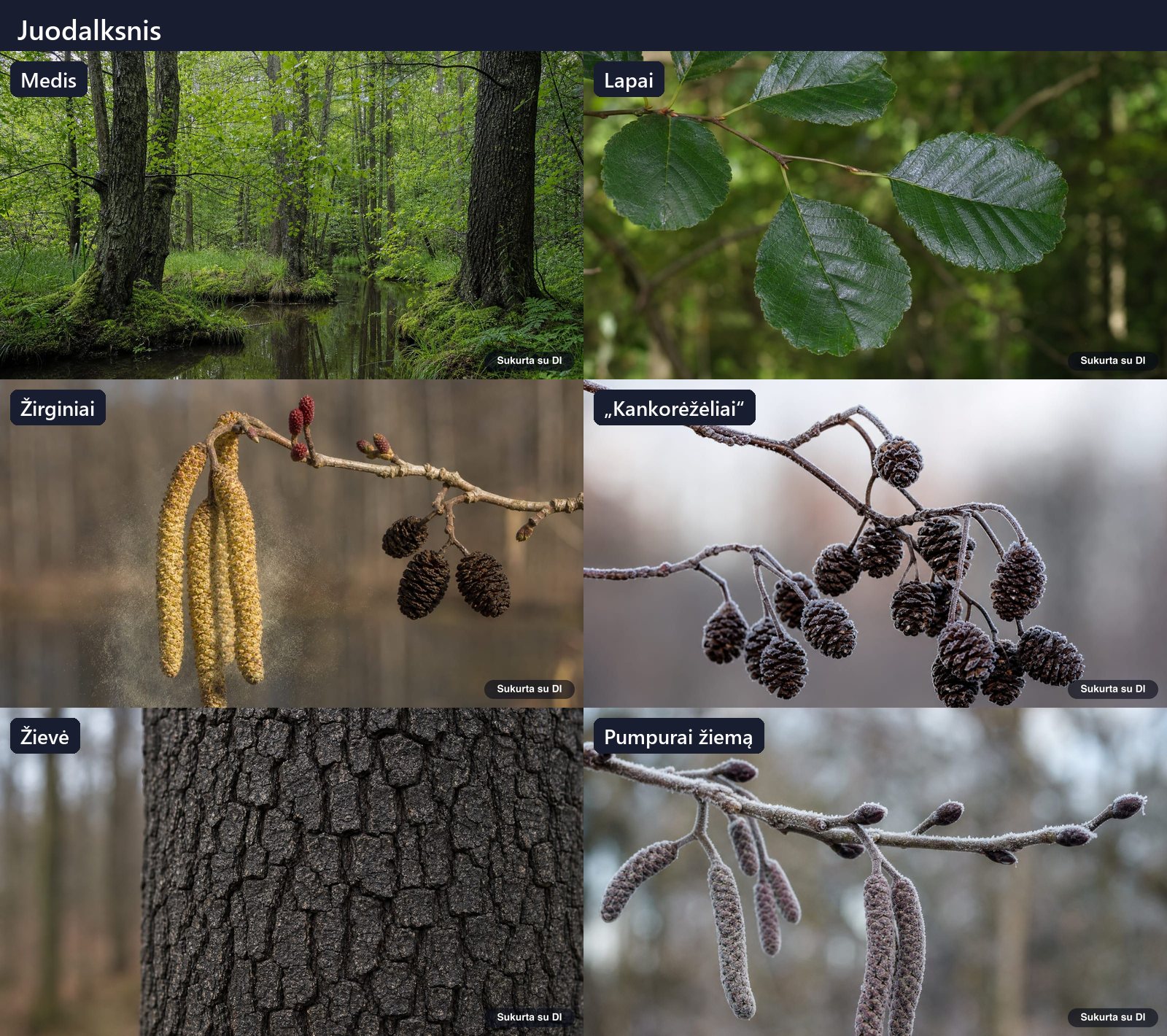 Black alder: tree, leaves, flowers, fruits or seeds, bark and buds in one illustration