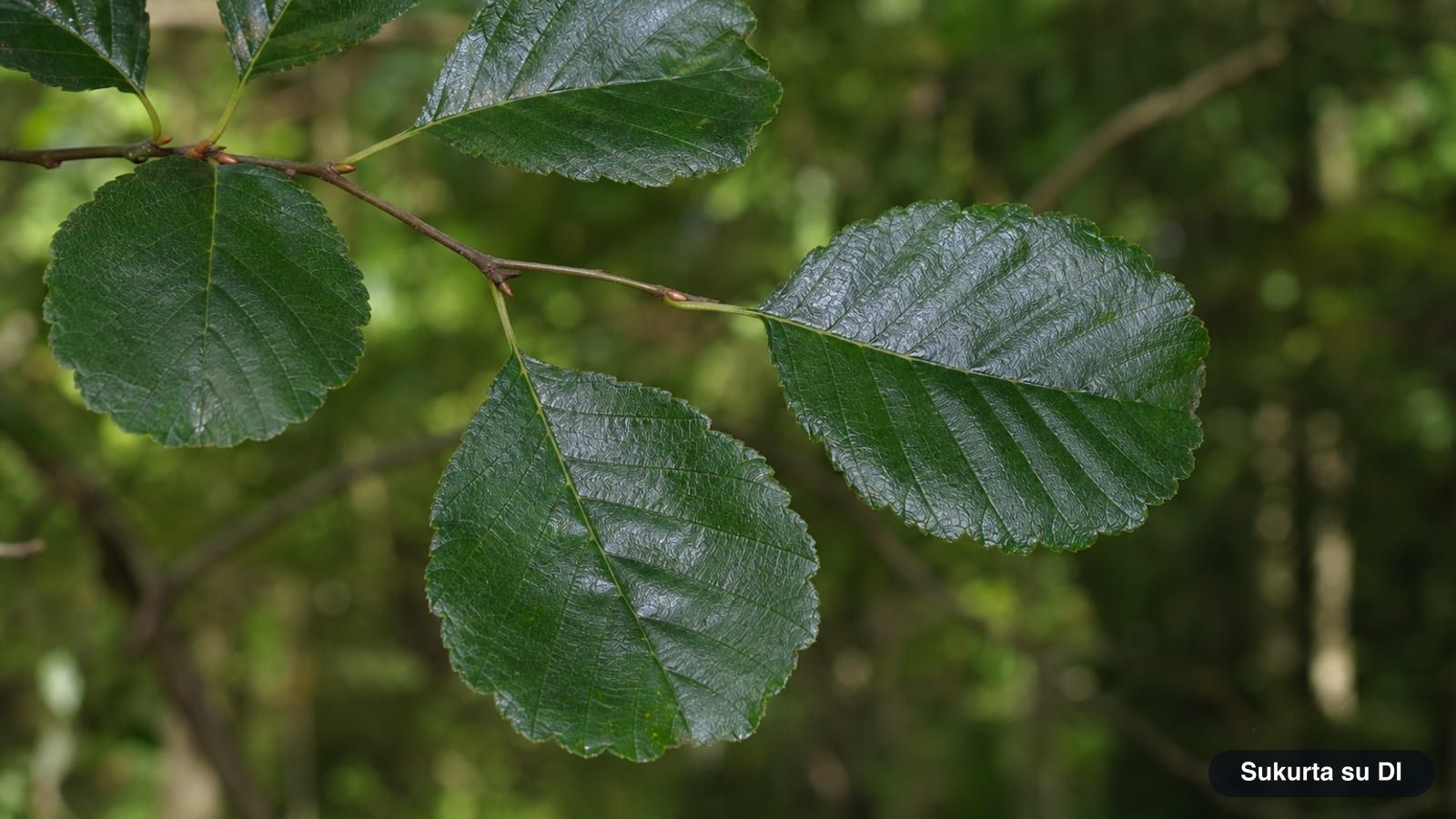 Round glossy leaves of black alder with a blunt notched tip and wavy toothed edge