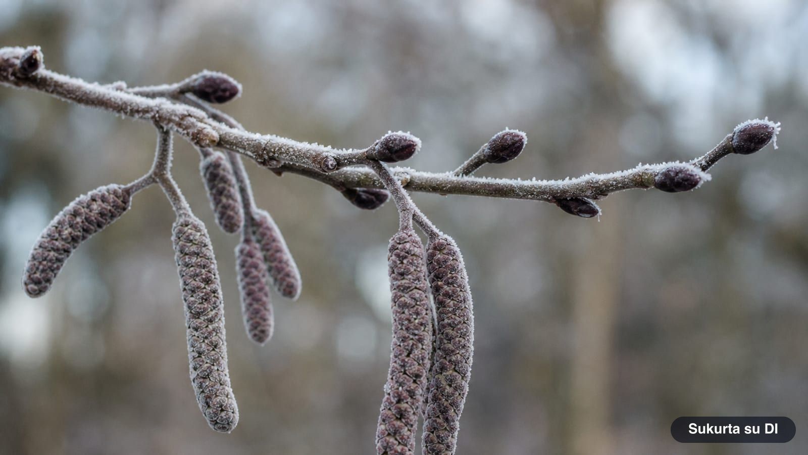 Winter twig of a black alder with stalked purple buds and male catkins
