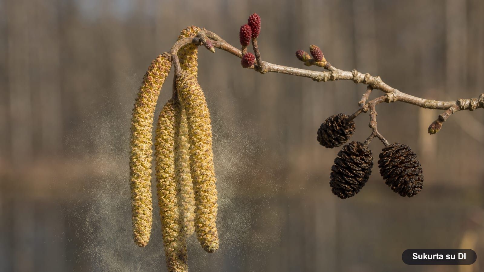 Long drooping male catkins and small pink female catkins of black alder in early spring