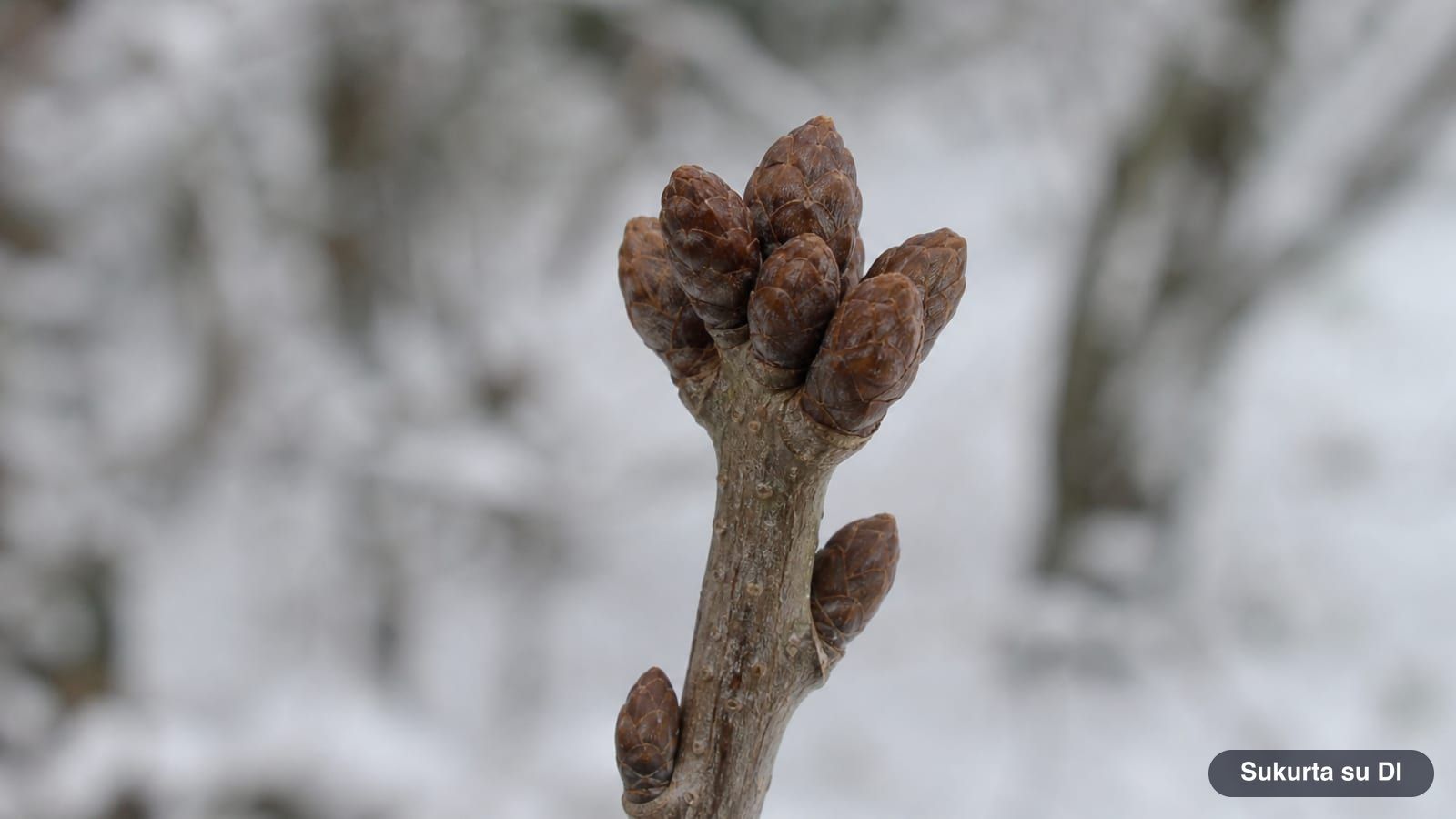Winter twig of an English oak with a cluster of buds at the tip