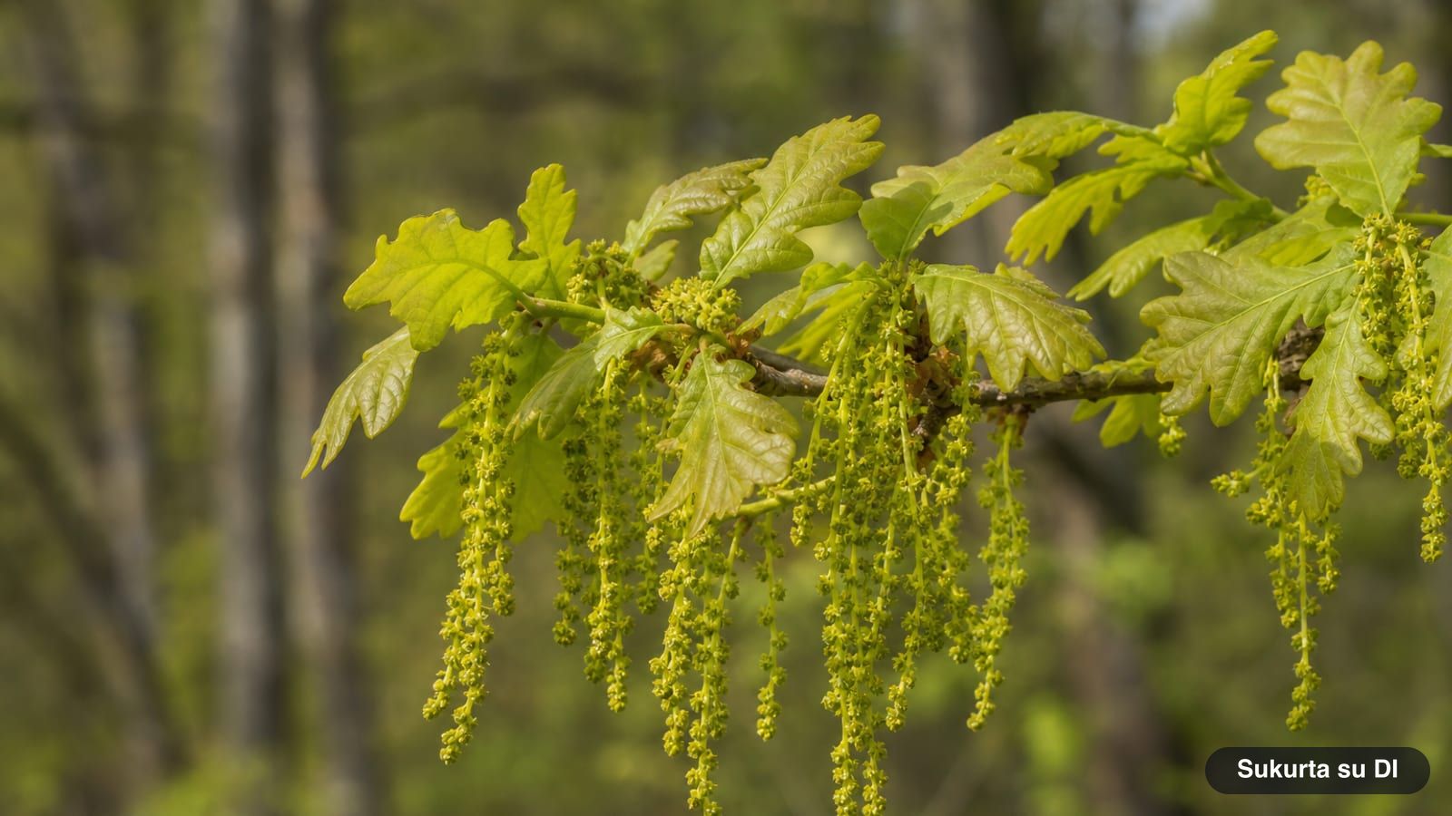 Male catkins of the English oak among young unfurling leaves in spring