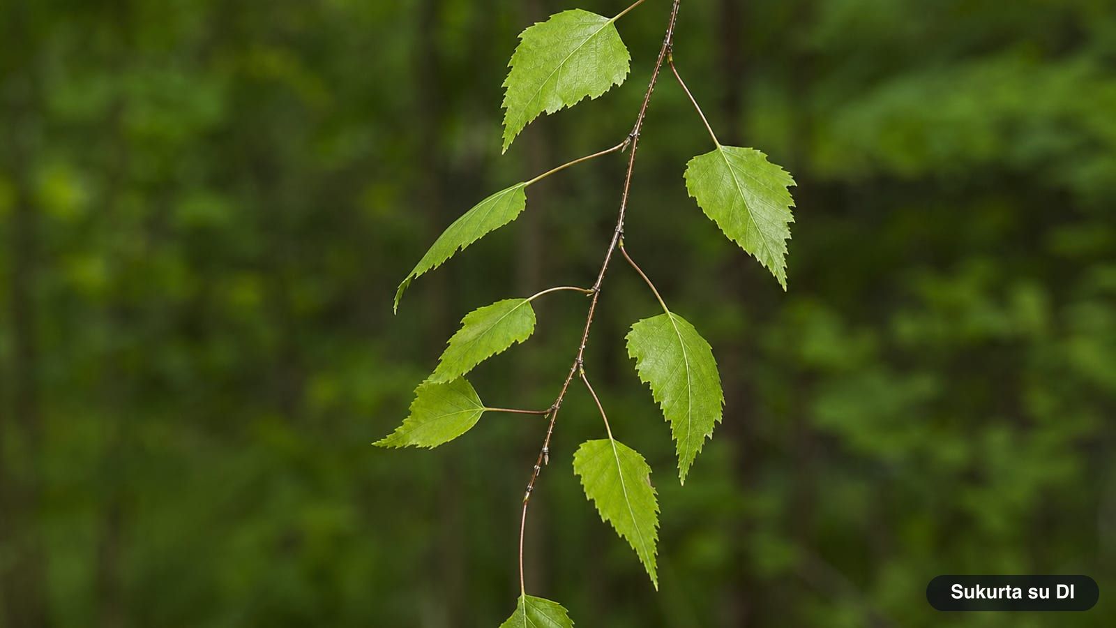Triangular, double-toothed silver birch leaves on a slender drooping branch