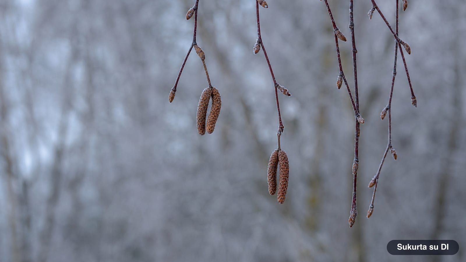 Winter birch twigs with small buds and unopened male catkins