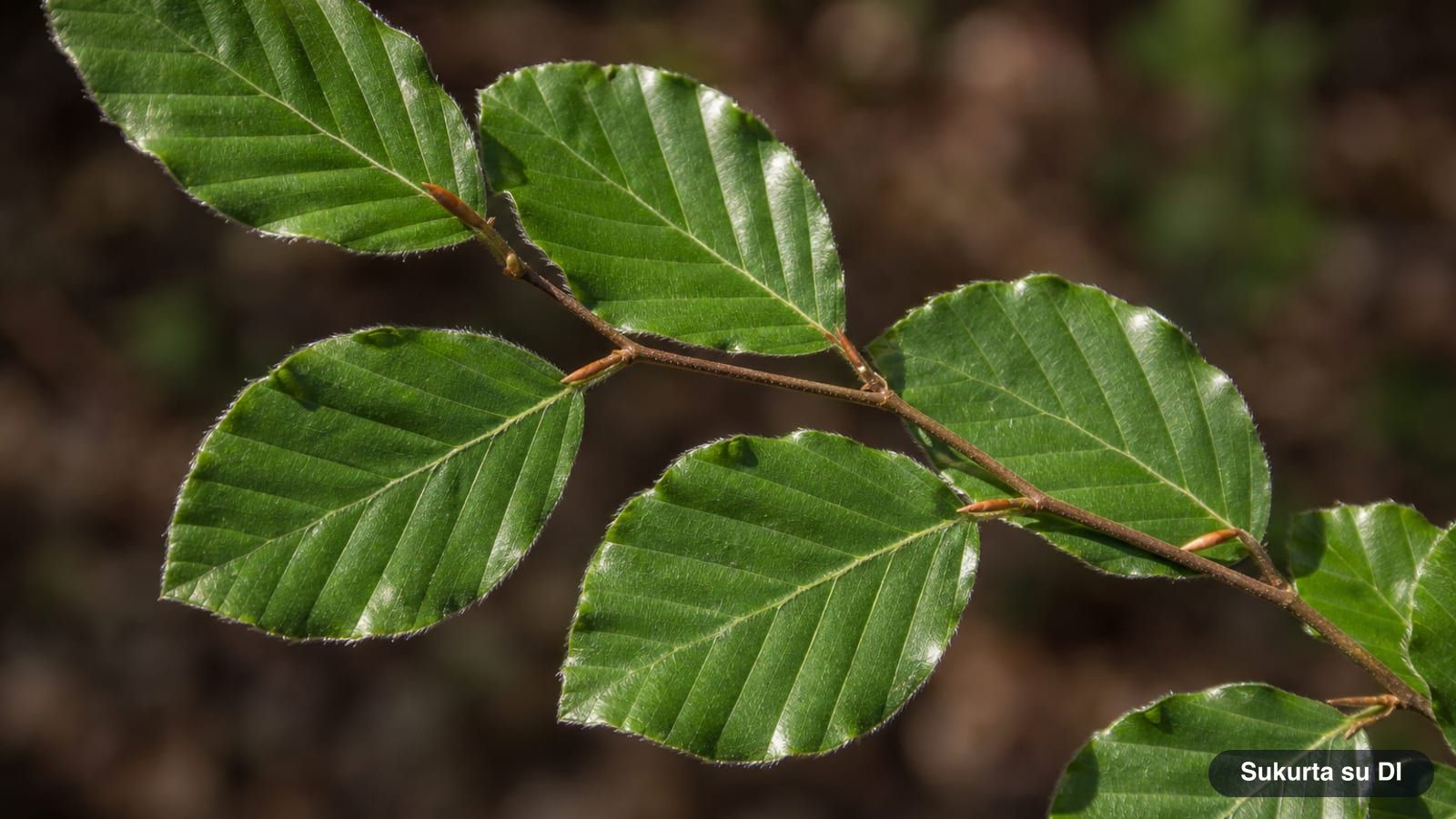 Glossy elliptical leaves of the European beech with wavy, ciliate margins