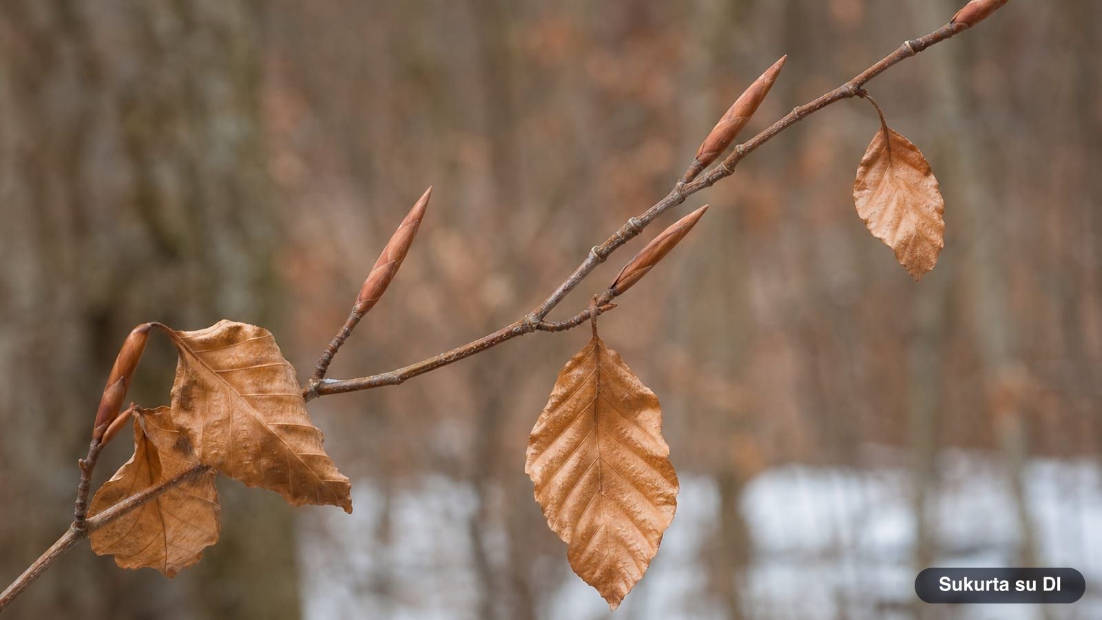 Winter twig of the European beech with long, pointed, spindle-shaped buds and dry leaves