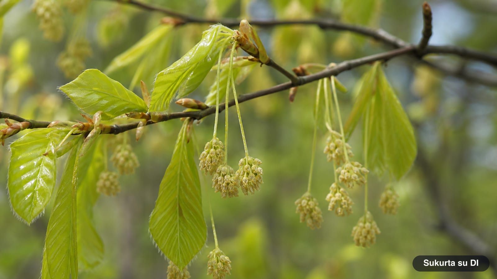Round yellowish male flower clusters of the European beech on long stalks among young silky leaves