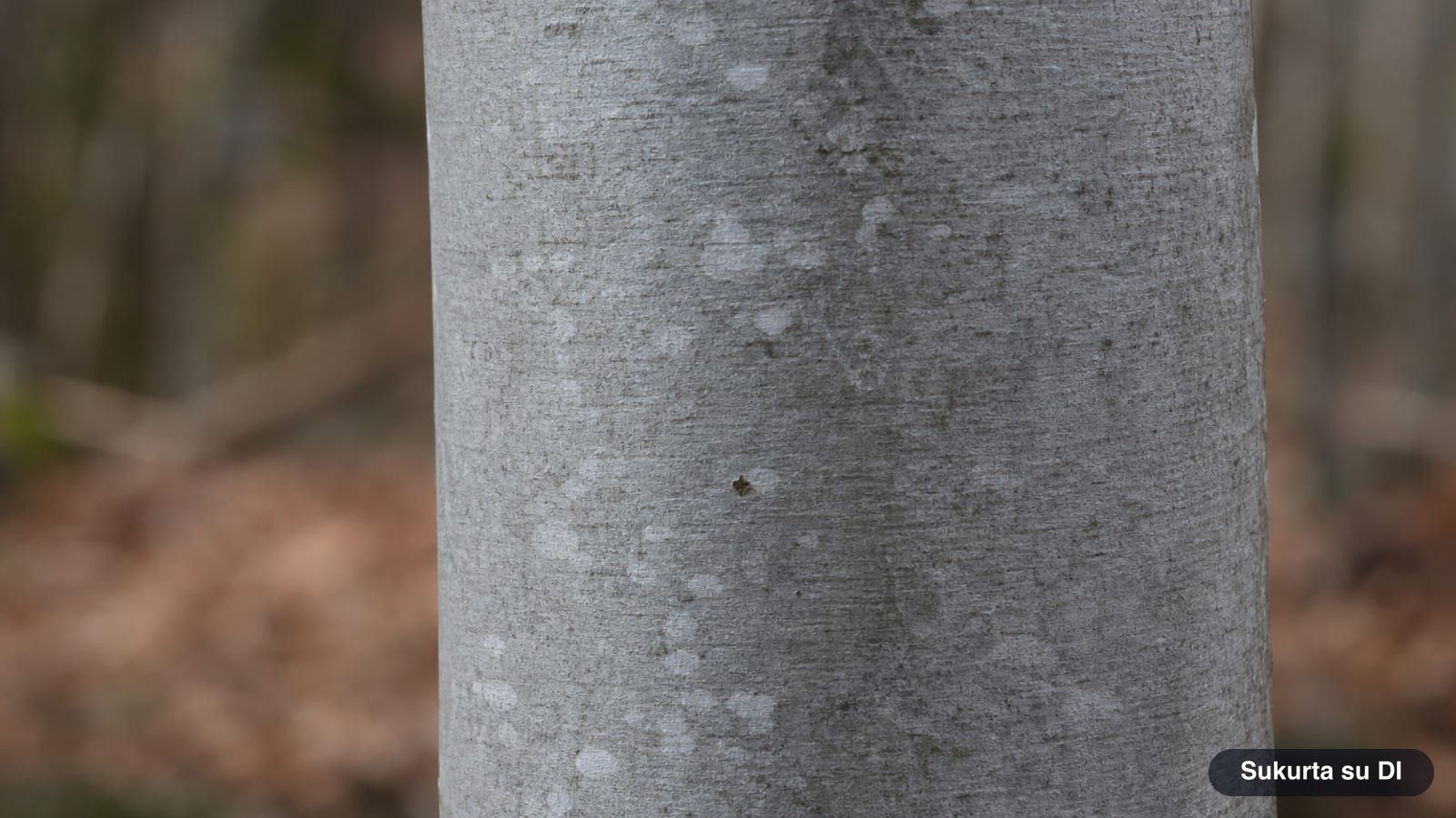 Smooth, thin, silvery-gray bark of the European beech without fissures