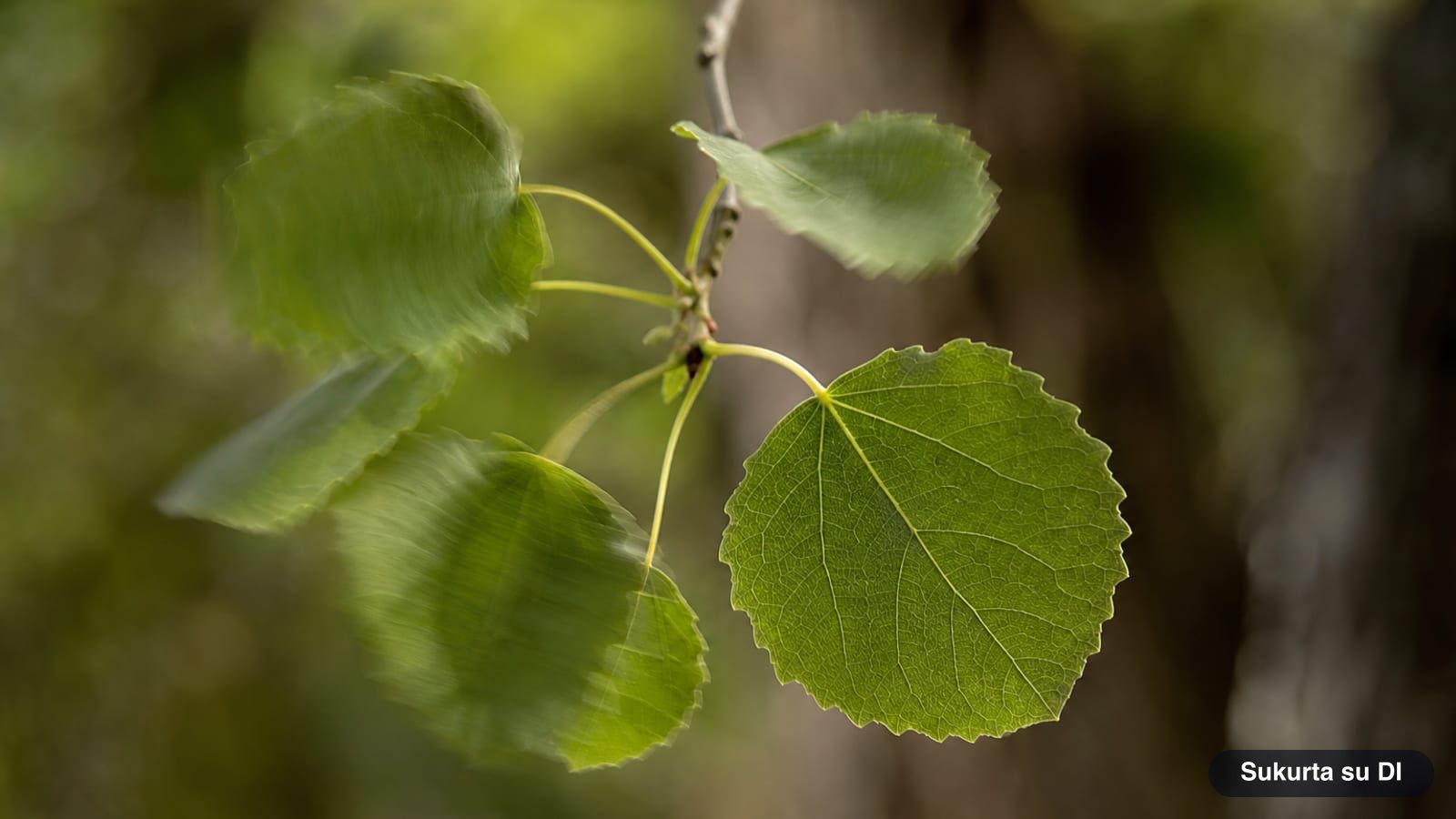 Nearly round aspen leaves with wavy edges on long flattened stalks